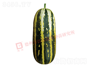 德高S120甜瓜-甜瓜種子-德高種業(yè)