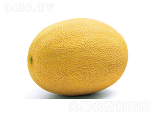 傳奇-甜瓜種子-慶發(fā)禾盛