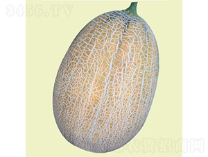 維納斯-甜瓜種子-慶發(fā)禾盛