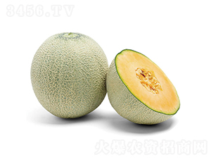 佳美-甜瓜種子-慶發(fā)禾盛