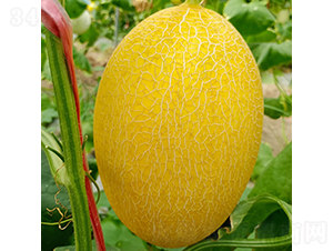 傳神-甜瓜種子-慶發(fā)禾盛