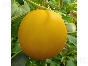 紅莎蜜-甜瓜種子-慶發(fā)禾盛