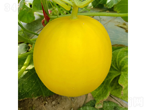 蜜貝-甜瓜種子-慶發(fā)禾盛