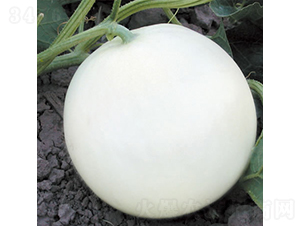 蜜雪-甜瓜種子-慶發(fā)禾盛