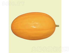 金麗2號-甜瓜種子-慶發(fā)禾盛