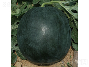 慶黑1號-西瓜種子-慶發(fā)禾盛