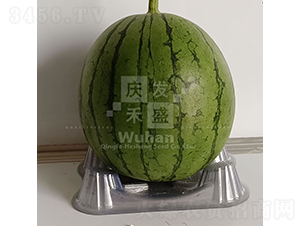 小麗早-西瓜種子-慶發(fā)禾盛