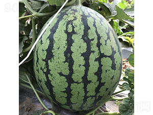 慶彩1號-西瓜種子-慶發(fā)禾盛