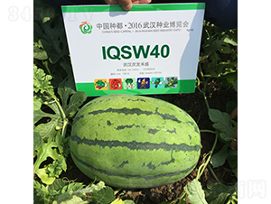 慶龍3號-西瓜種子-慶發(fā)禾盛