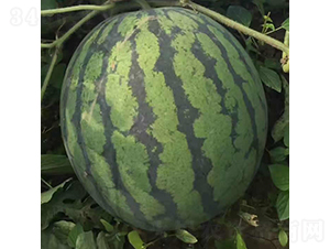 慶秀-西瓜種子-慶發(fā)禾盛