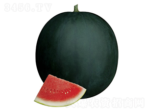 黑牛-西瓜種子-慶發(fā)禾盛