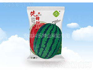 先鋒甜王-科樂種業(yè)