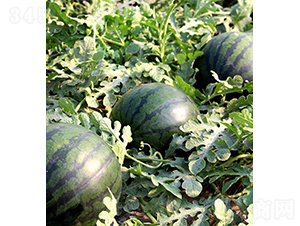 莎蜜佳-西瓜種子-依農農業(yè)