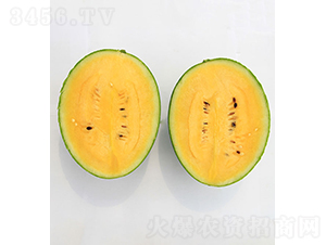 依農精品1號-西瓜種子-依農農業(yè)