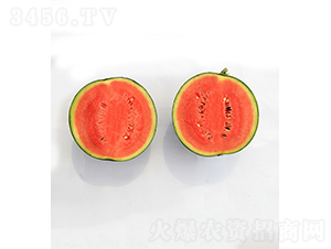 依農精品3號-西瓜種子-依農農業(yè)