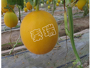 凌甜紅一號(hào)-甜瓜種子-秦瑞