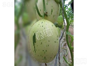 凌甜金玉-甜瓜種子-秦瑞