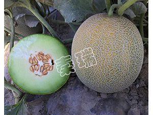 綠瑪瑙2號(hào)-甜瓜種子-秦瑞