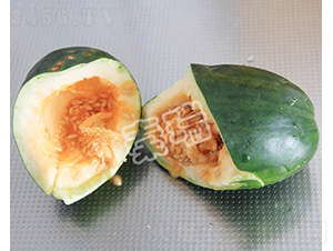 脆寶-甜瓜種子-秦瑞