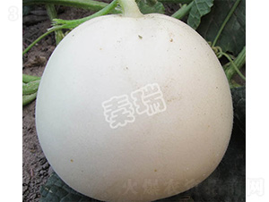 凌甜八號(hào)-甜瓜種子-秦瑞