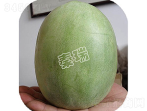 凌甜二號(hào)-甜瓜種子-秦瑞