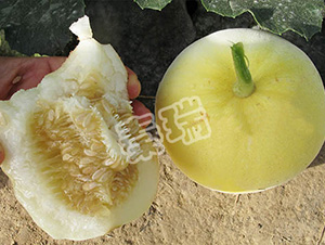 凌甜二十-甜瓜種子-秦瑞