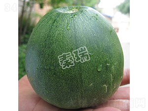 凌甜翡翠-甜瓜種子-秦瑞