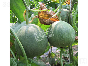 凌甜綠冠-甜瓜種子-秦瑞