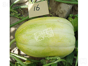 凌甜三號(hào)-甜瓜種子-秦瑞