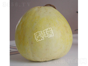 凌甜四號(hào)-甜瓜種子-秦瑞