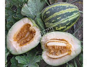 凌甜王子-甜瓜種子-秦瑞