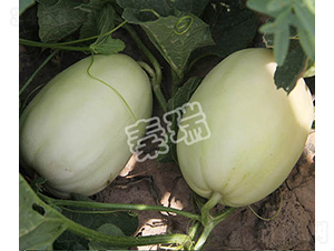 凌甜五號(hào)-甜瓜種子-秦瑞