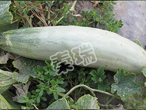 凌甜羊角脆-甜瓜種子-秦瑞