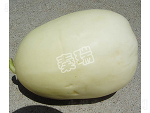凌甜一號(hào)-甜瓜種子-秦瑞