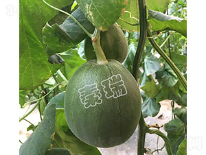 凌甜綠脆寶-甜瓜種子-秦瑞