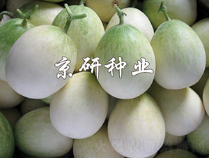 京玉2008-甜瓜種子-京研種業(yè)