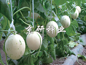 京玉白流星-甜瓜種子-京研種業(yè)