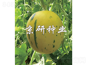 京玉黃流星-甜瓜種子-京研種業(yè)