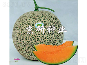 京玉4號(hào)-甜瓜種子-京研種業(yè)