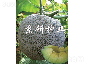 京玉5號(hào)-甜瓜種子-京研種業(yè)