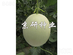 京玉姑2號(hào)-甜瓜種子-京研種業(yè)