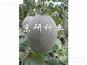京御密18-甜瓜種子-京研種業(yè)