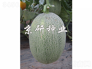 京御密28-甜瓜種子-京研種業(yè)