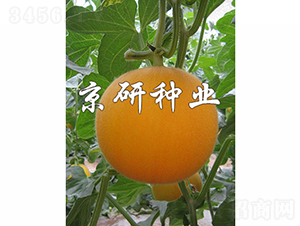 京玉太陽-甜瓜種子-京研種業(yè)