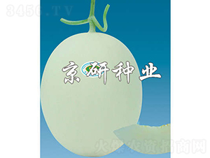 京玉3號(hào)-甜瓜種子-京研種業(yè)
