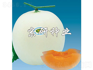 京玉2號(hào)-甜瓜種子-京研種業(yè)