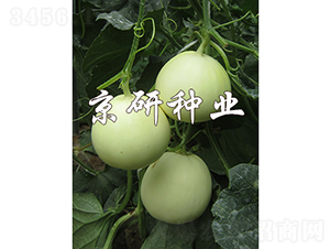 白玉-甜瓜種子-京研種業(yè)