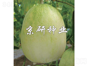 京玉10號(hào)-甜瓜種子-京研種業(yè)