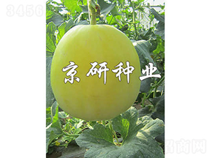 京玉26-甜瓜種子-京研種業(yè)