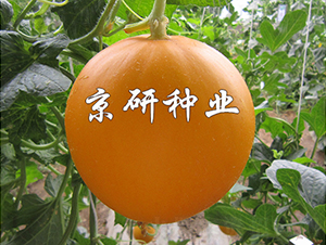 伊麗莎白2號(hào)-甜瓜種子-京研種業(yè)